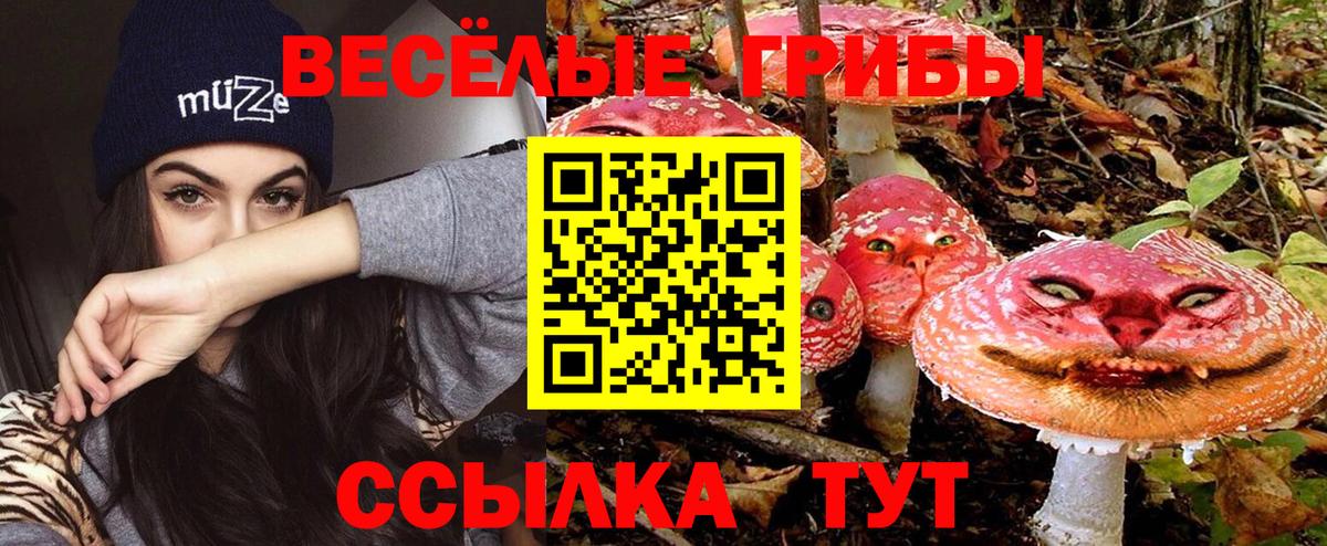Королёв  Галлюциногенные грибы Cubensis  Вход с VPN 